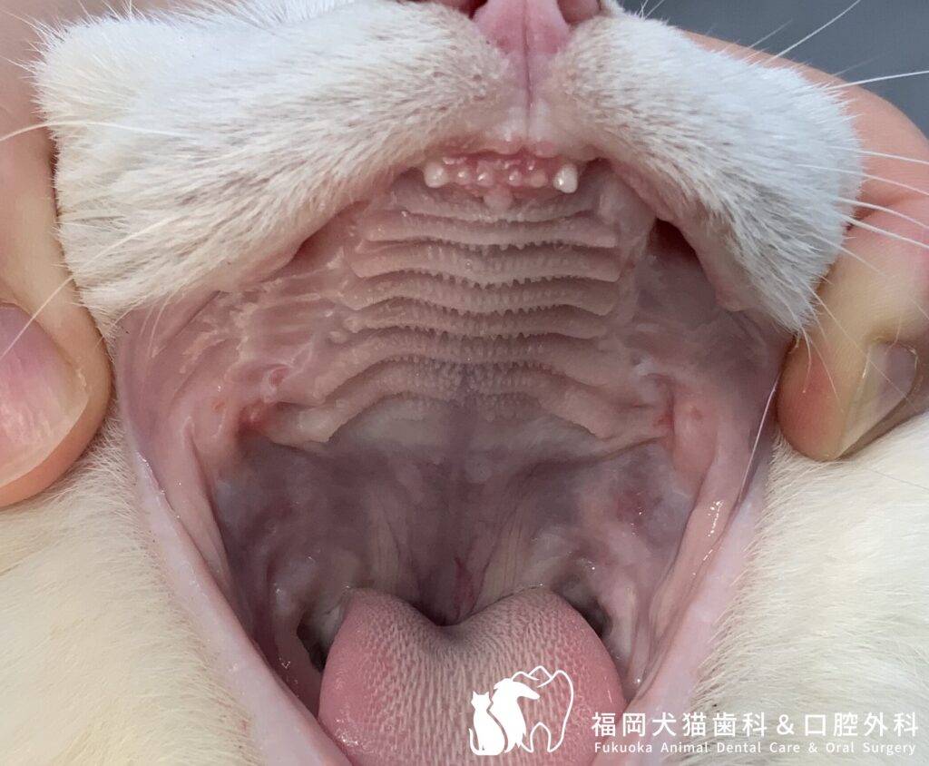 猫 の 口 の 中