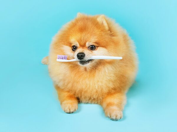 歯ブラシをくわえて伏せているポメラニアンの写真