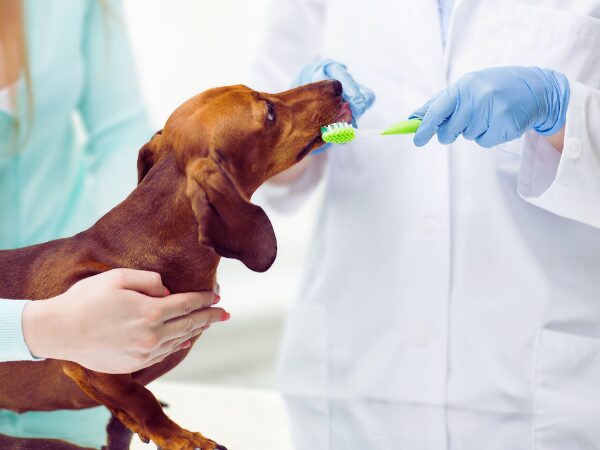 ダックスフンドが獣医師による歯磨きと歯の診察を受けている写真