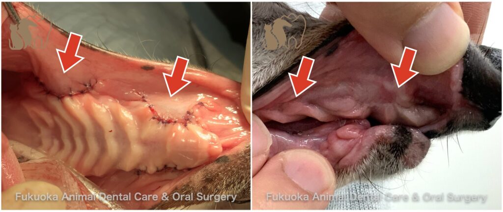 犬の口腔鼻腔ろうを閉鎖する手術の術後の写真を示した図。福岡犬猫歯科&口腔外科のロゴ
