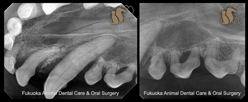 犬の犬歯および臼歯の根本の歯槽骨が溶けている様子を示す歯科用レントゲン写真。福岡犬猫歯科&口腔外科のロゴ