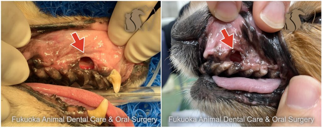 犬の犬歯に発生した口腔鼻腔ろうを示した写真。福岡犬猫歯科&口腔外科のロゴ