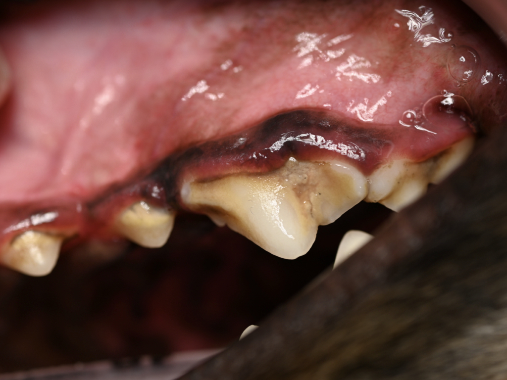 犬の歯周病の写真。歯の表面に歯石、歯垢、プラークが付着している。歯肉の炎症や腫れ、出血も認める