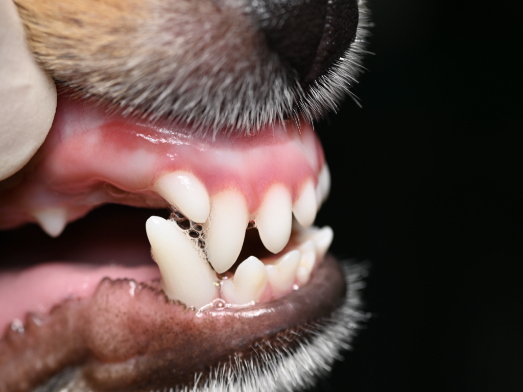 犬の歯並びの異常の写真。不正咬合。