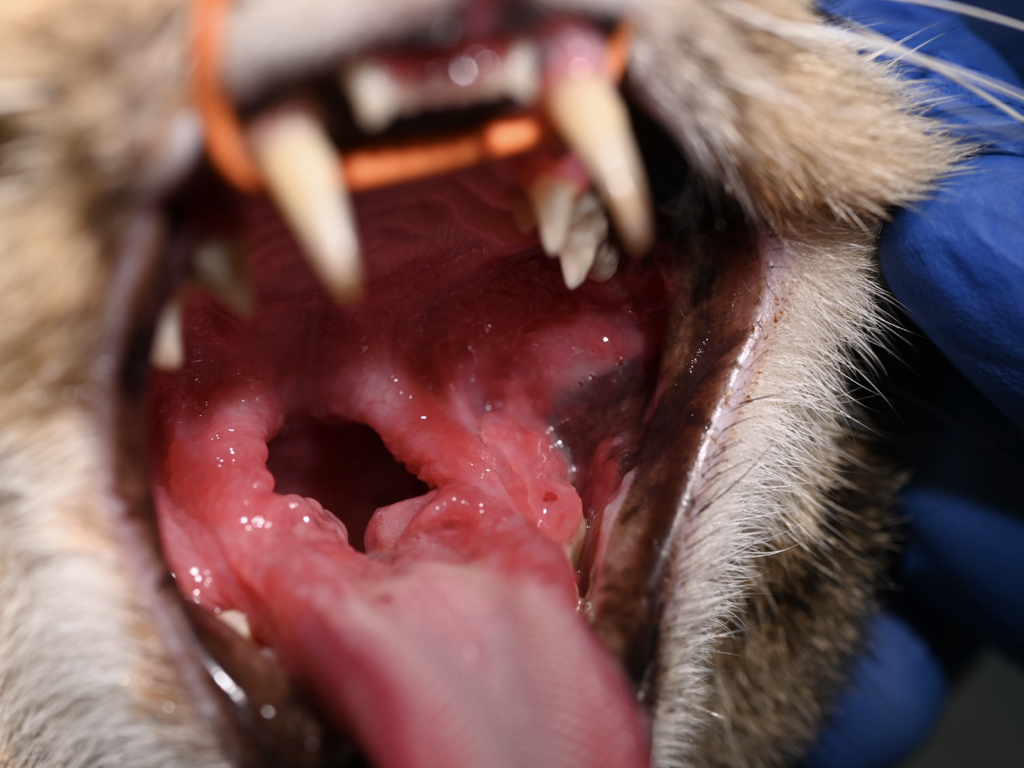 猫の歯肉口内炎の写真。痛みがあり出血、よだれ、食欲の低下が見られる。他に歯周病、吸収病巣、の歯科疾患も併発している