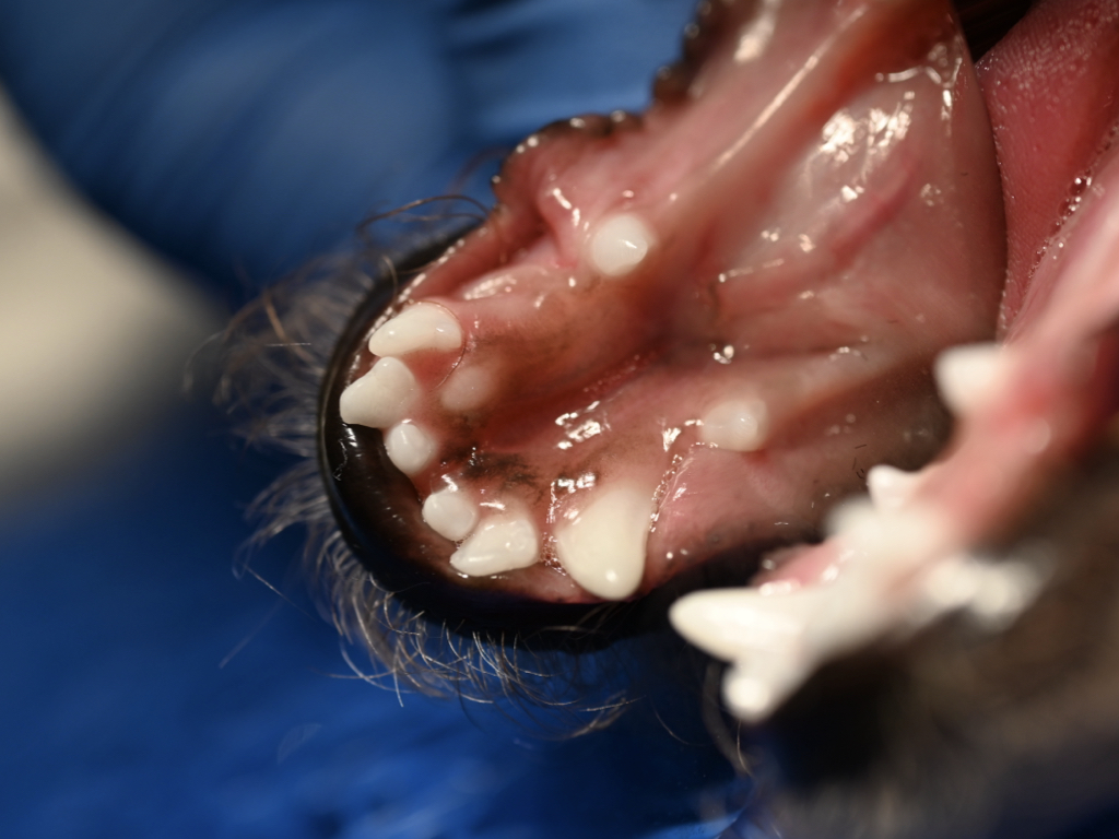 子犬の口腔内写真。乳歯、埋伏歯が見られる。歯並びが悪く、不正咬合もある。子犬の歯科検診が必要。