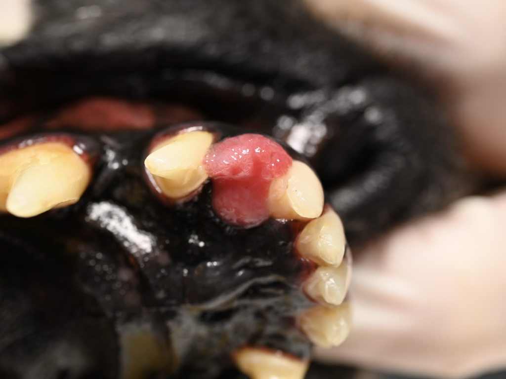 犬の歯肉に腫瘍が見られる写真。歯肉に赤いできものがあり出血がある。徐々に大きくなっている。