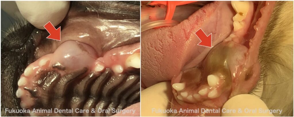 犬の含歯性嚢胞の口腔内写真。上顎犬歯と下顎第一前臼歯を原因とする含歯性嚢胞(歯原性嚢胞)