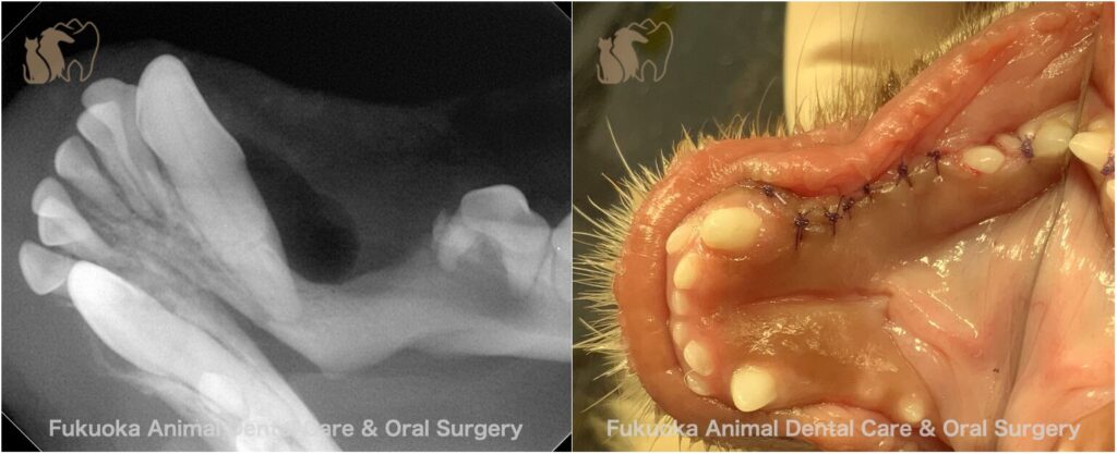 犬の埋伏歯の除去後の歯科レントゲン写真。嚢胞壁の除去後の写真。