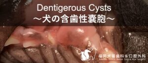 犬の含歯性嚢胞。チワワの上顎犬歯を原因とする含歯性嚢胞の写真とタイトル