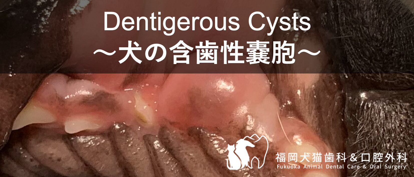 犬の含歯性嚢胞。チワワの上顎犬歯を原因とする含歯性嚢胞の写真とタイトル