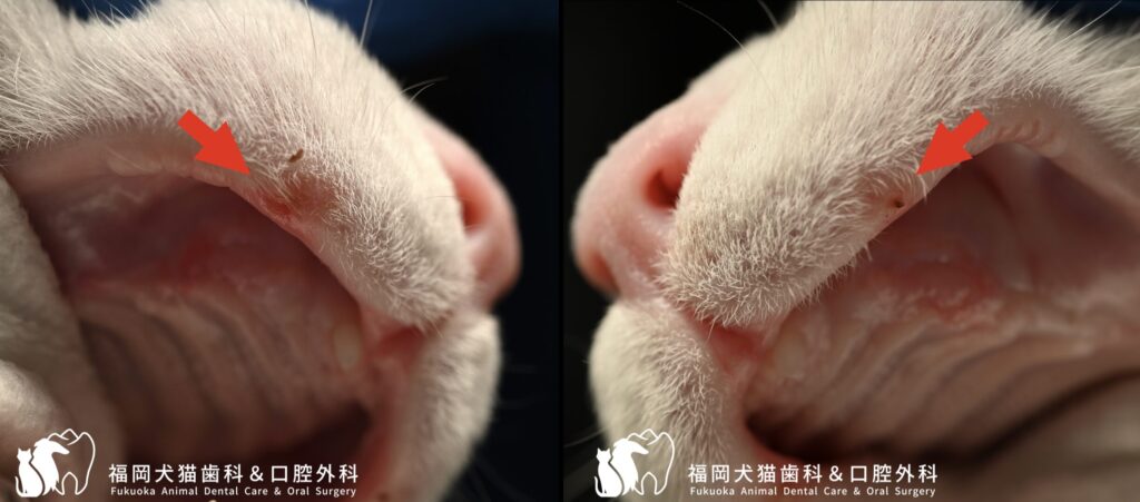 猫の上顎口唇に炎症が見られる写真。上顎犬歯後に下顎犬歯が触れることが原因