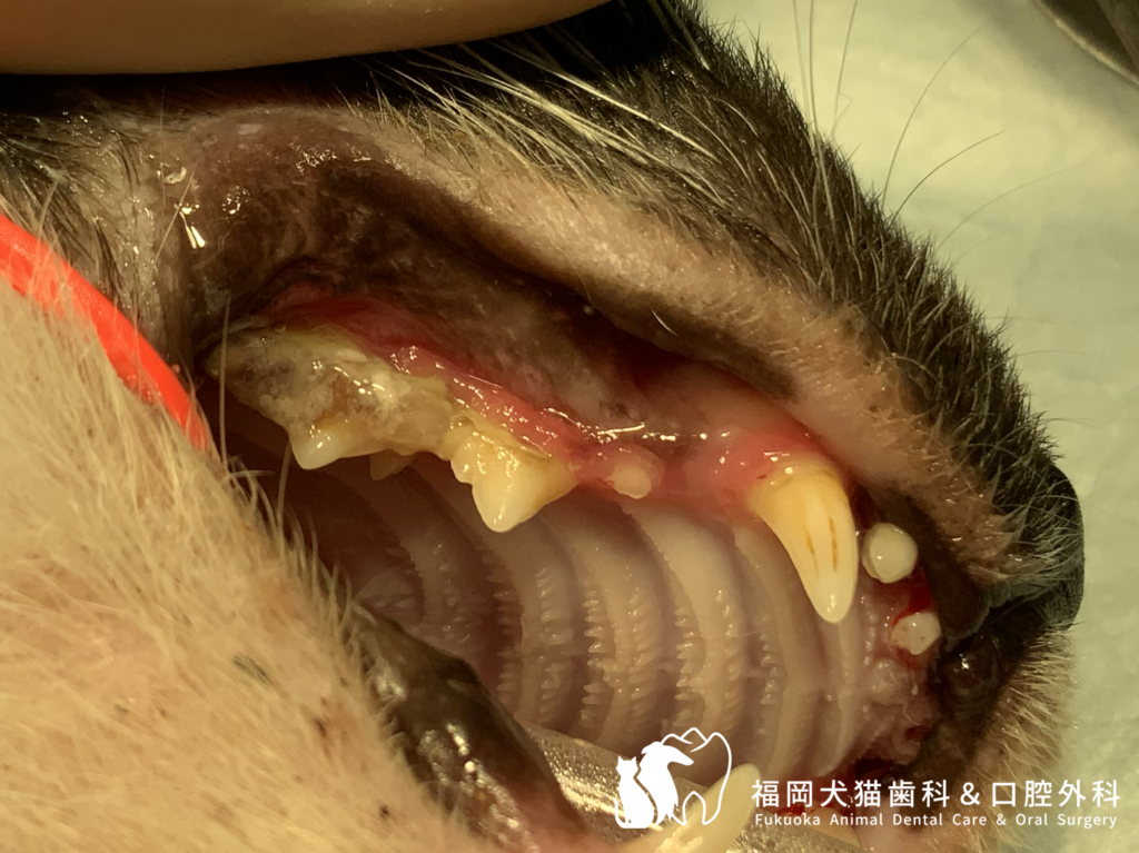 重度の若年性歯周炎の生後7か月齢の猫