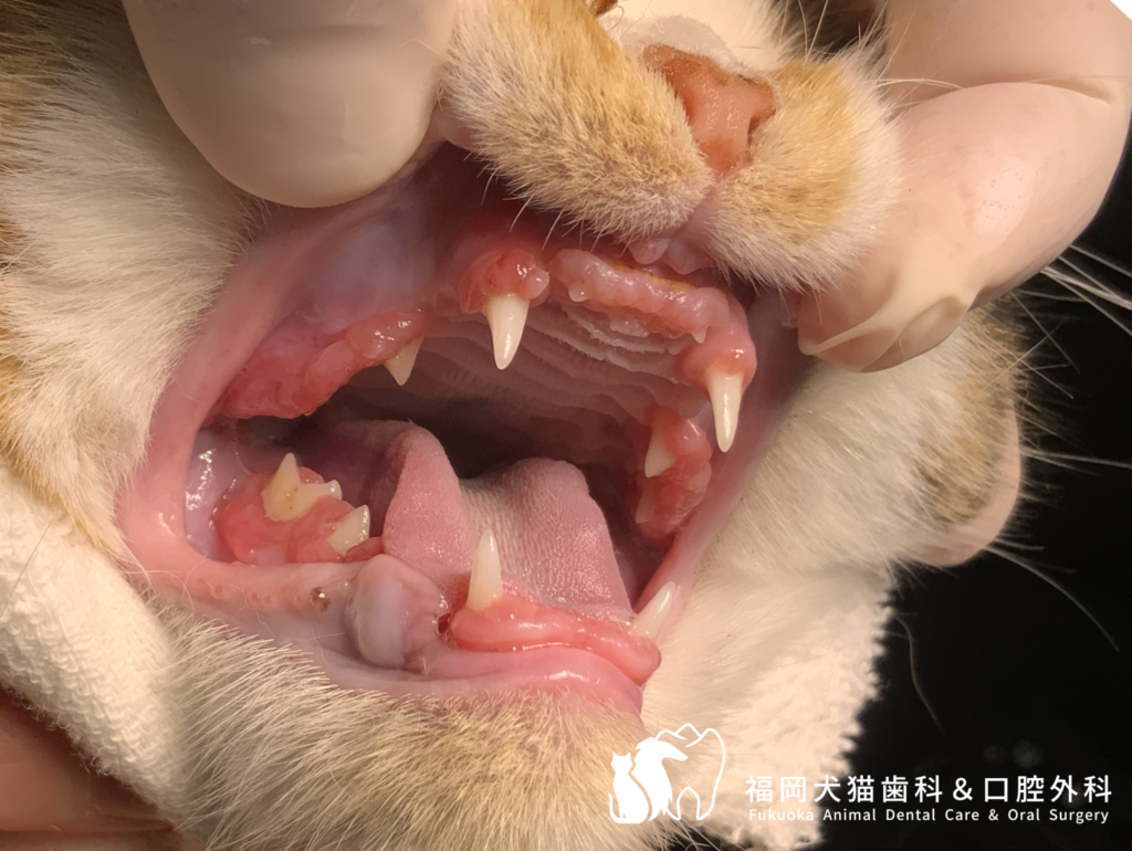 猫の若年性歯周病の若年性歯肉過形成が疑われる口腔内写真