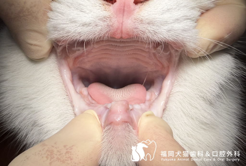 若年性歯周炎の猫。全顎抜歯後３ヶ月後の口腔内写真