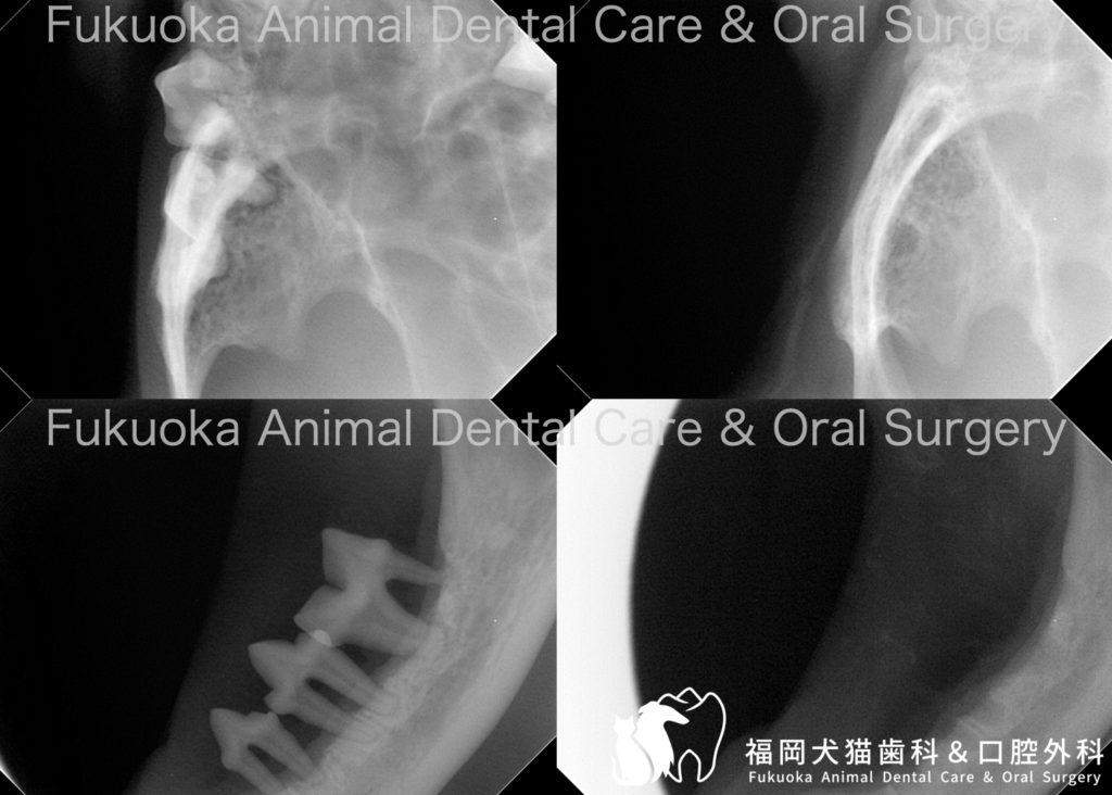 生後9か月齢の若年性歯周炎と診断し抜歯を行なった猫の歯科レントゲン写真