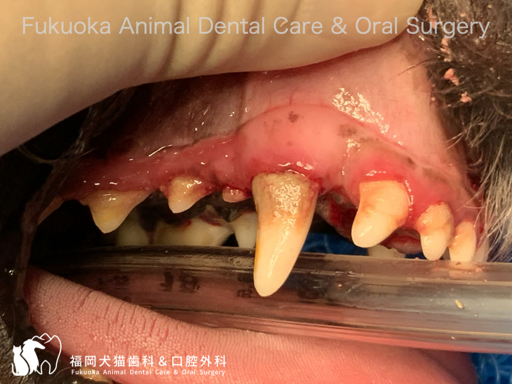 犬の歯科検診と歯周病メンテナンスの口腔内写真