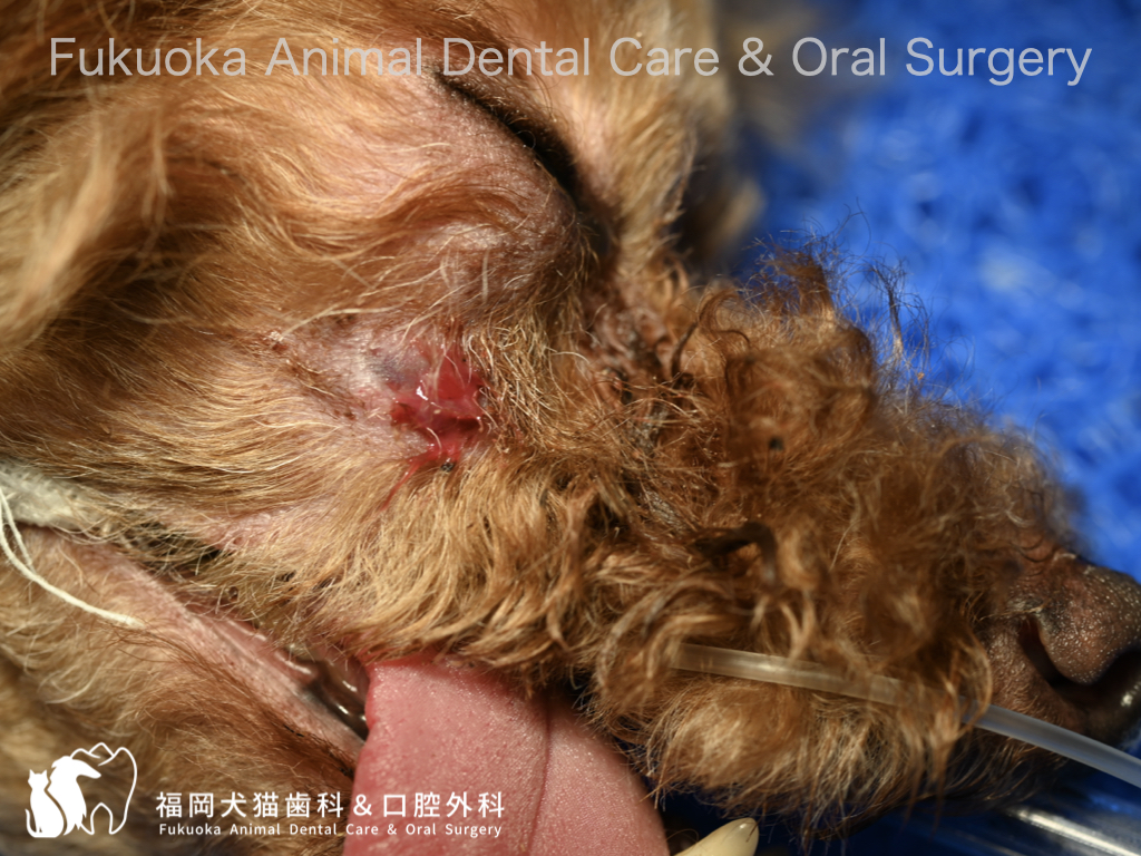 犬の眼窩下膿瘍による眼の下の腫れ