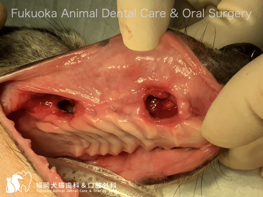 犬の口腔鼻腔瘻の口腔内所見