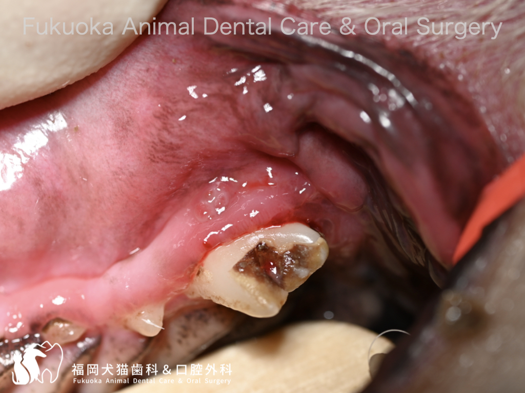犬の内歯瘻による口腔内の排膿路