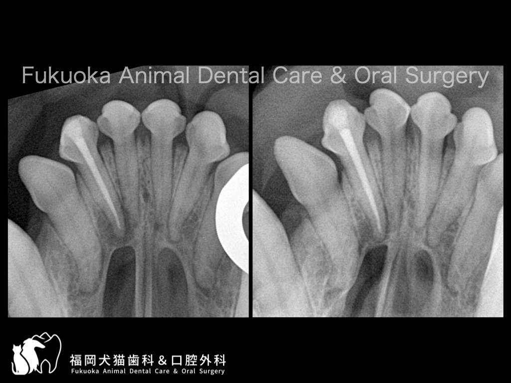 犬の根尖病変に対する根管治療を行い、病変の改善がみられた歯科レントゲン写真