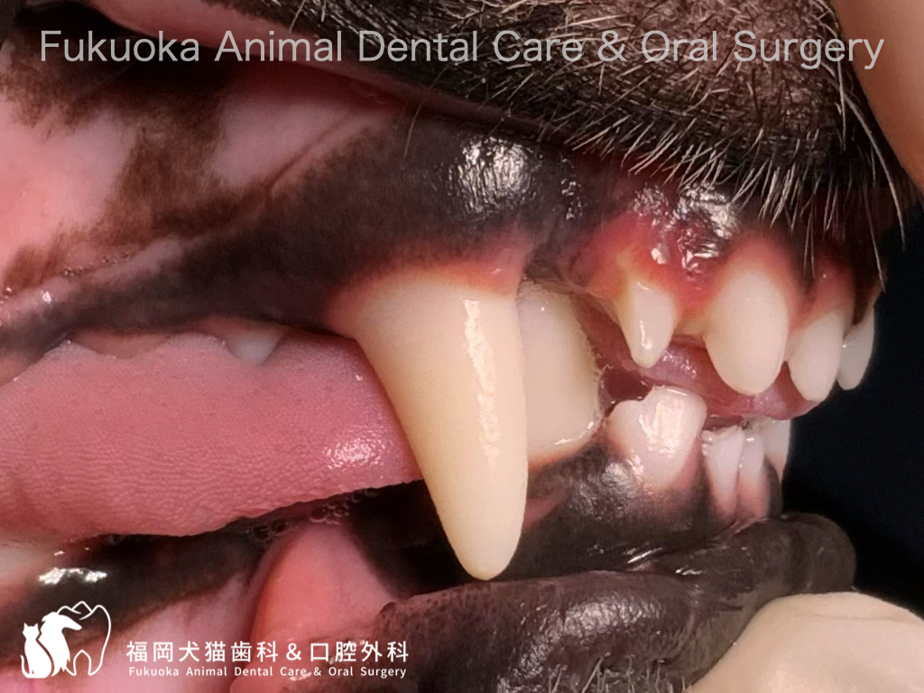 犬のBase Narrow Canineを呈している口腔内写真
