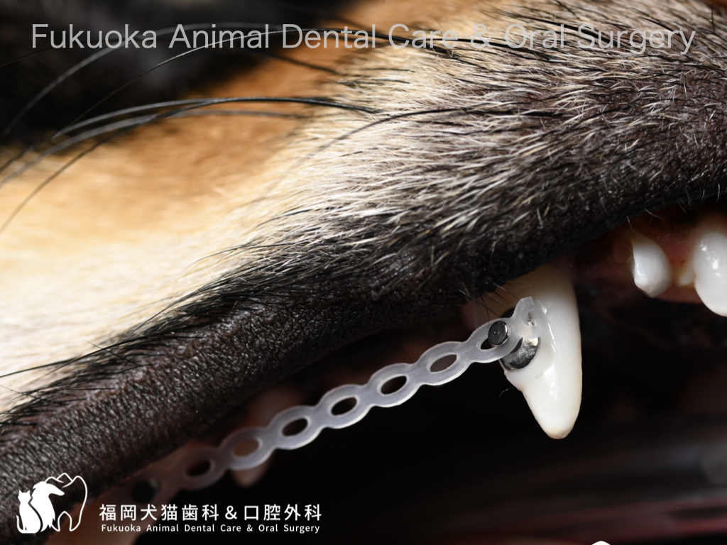 犬のLance Teethに対する歯列矯正治療を行なっている口腔内写真