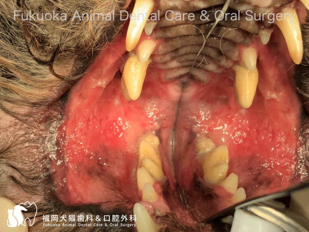 犬の慢性潰瘍性歯周口内炎(CCUS、CUPS)の口腔内写真