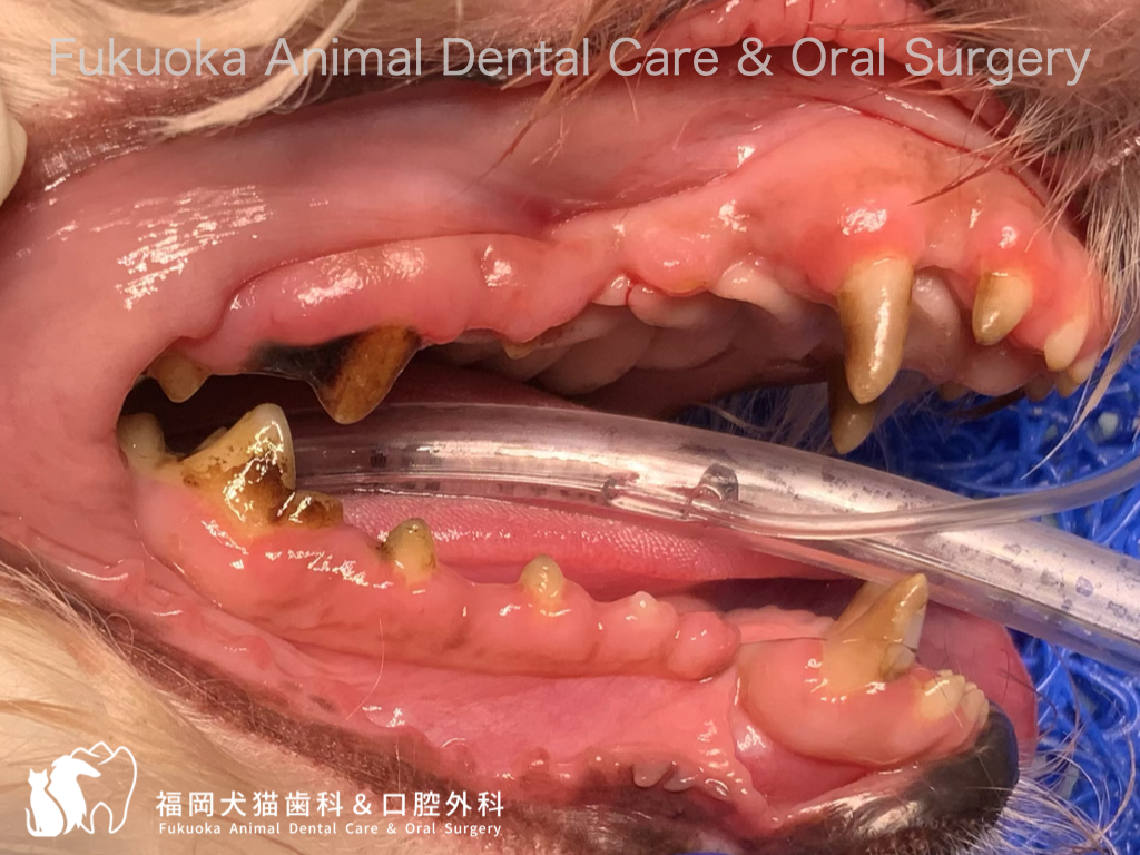犬の歯肉過形成による歯肉の増殖した口腔内写真