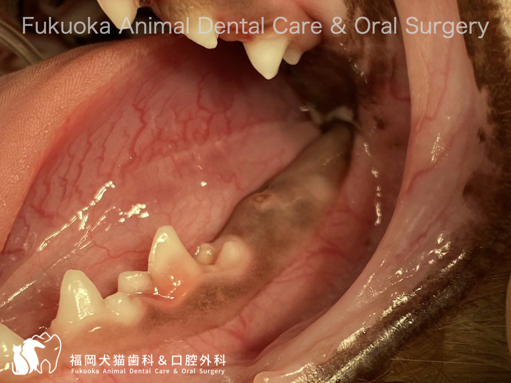 犬の埋伏歯の口腔内写真