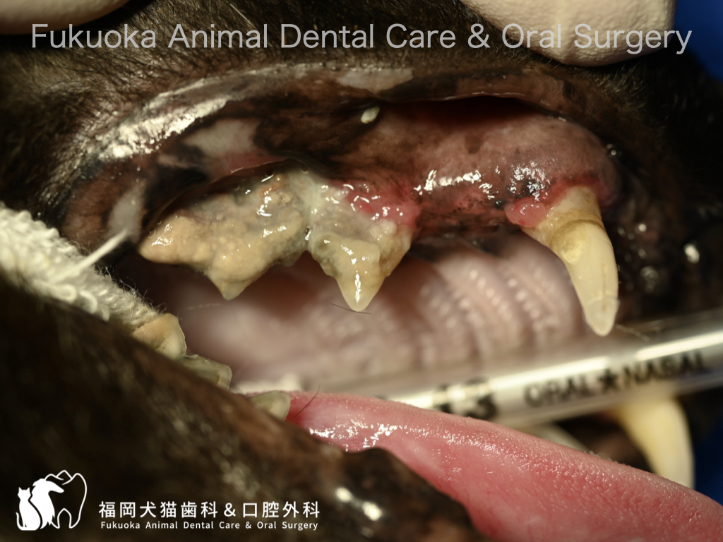 猫の歯周病による歯肉の炎症の口腔内写真