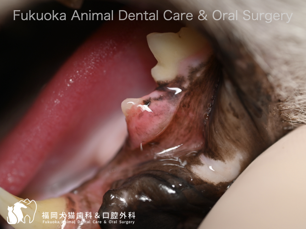 猫の歯の吸収病巣の口腔内写真
