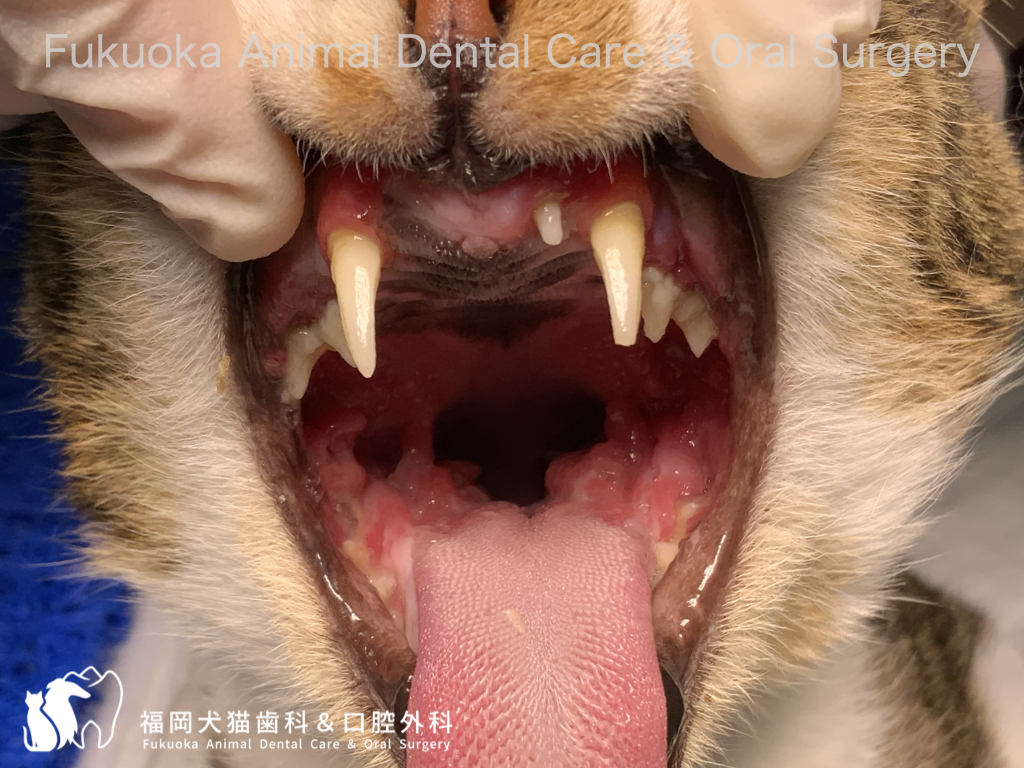 猫の歯肉口内炎（FCGS）による口腔粘膜の炎症の口腔内写真
