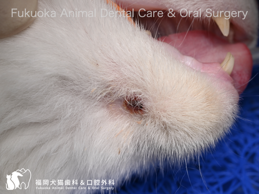 猫の歯根感染による外歯瘻の口腔内写真