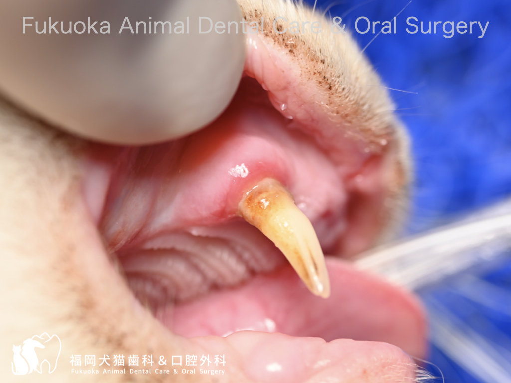 猫の上顎犬歯の挺出と歯槽骨炎の口腔内写真