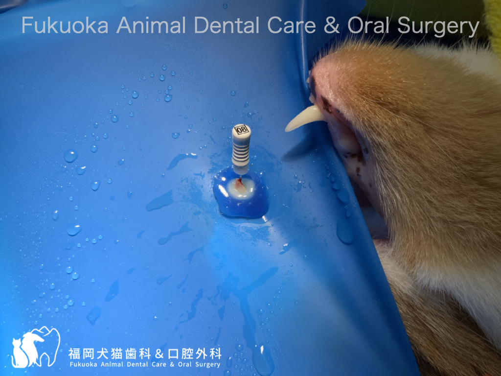 猫の犬歯破折の口腔内写真