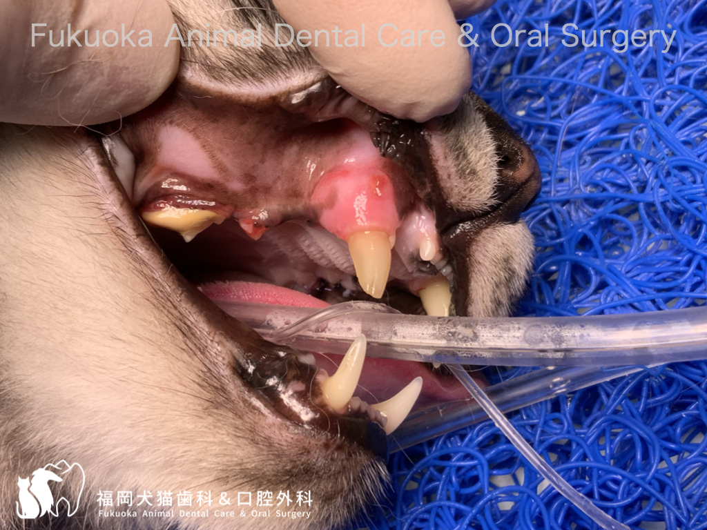 猫の破折した犬歯の口腔内写真