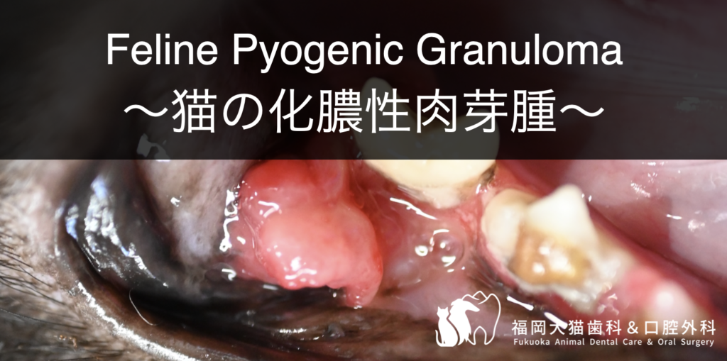 猫の下顎臼歯頬側にできる化膿性肉芽腫