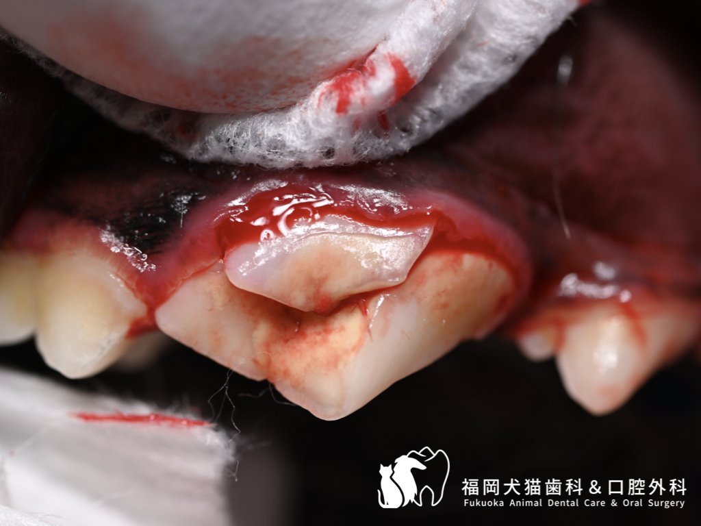 犬の右上顎第4前臼歯が破折し、破折片から出血が見られる口腔内写真