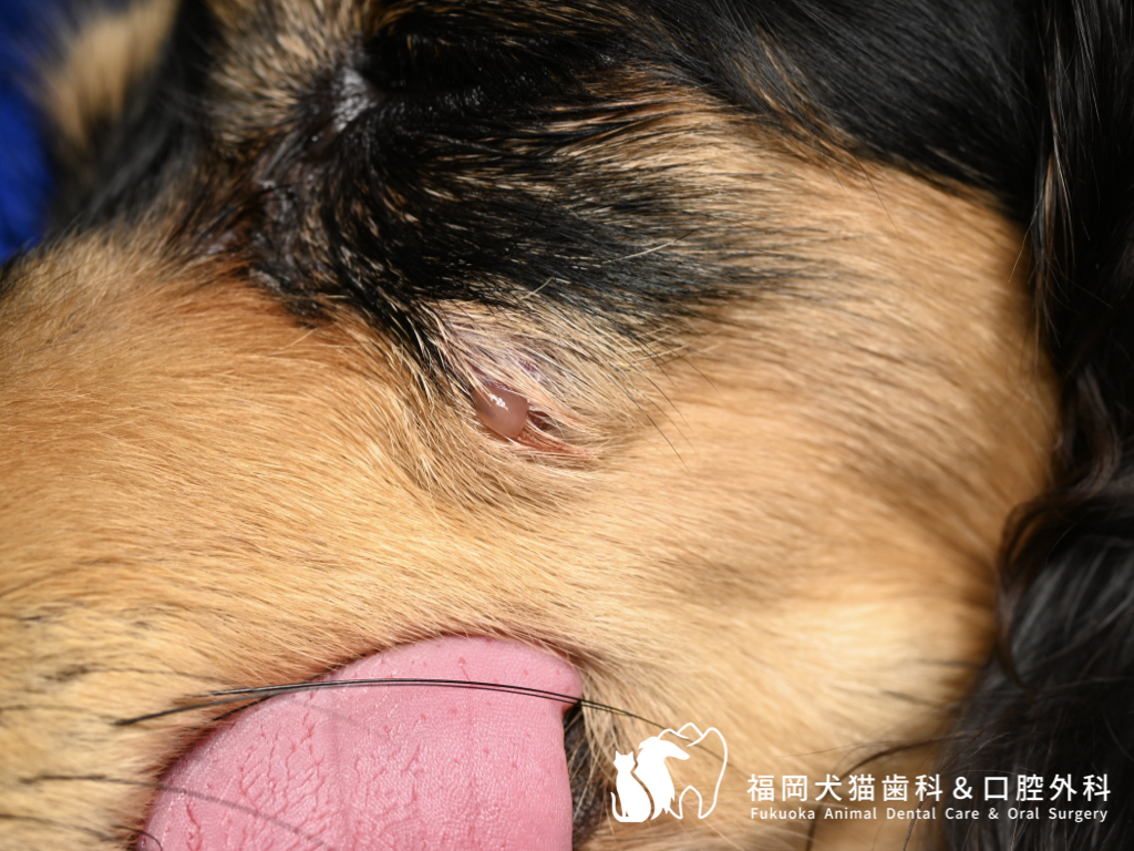 犬の左頬から排膿と出血が見られる眼窩下膿瘍(外歯瘻)の写真。上顎第4前臼歯の根尖感染が原因