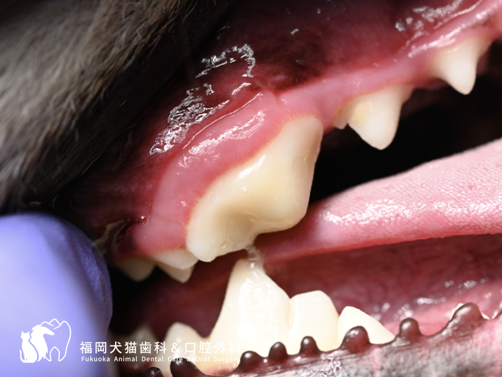 犬の根管治療後1年経過、レジン修復部の状態