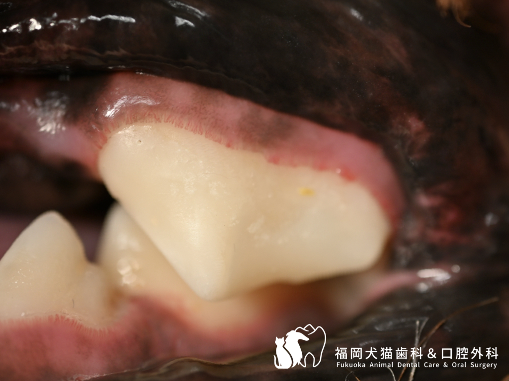 犬の上顎第4前臼歯の根管治療から3年後の口腔内写真。歯冠に軽度の歯石付着があるが歯肉の状態は良好