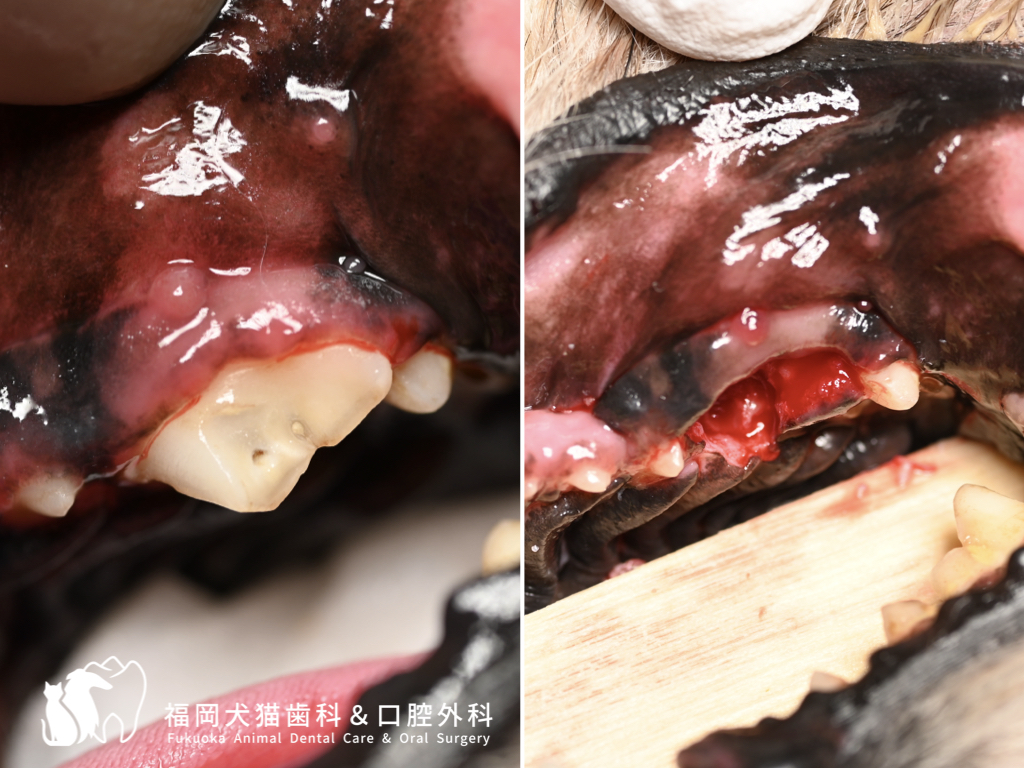 犬の破折した上顎第4前臼歯の抜歯前後の比較写真。左は抜歯前の割れた歯、右は抜歯後の口腔内の様子