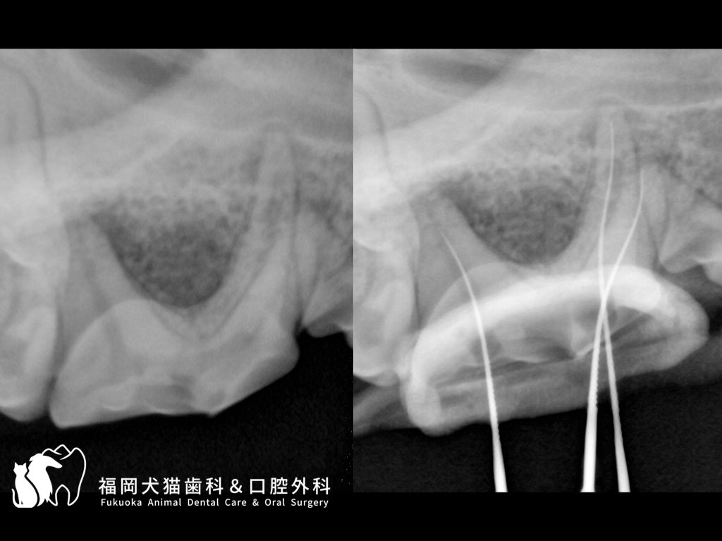 犬の上顎第4前臼歯の根管治療中に撮影した歯科レントゲン画像